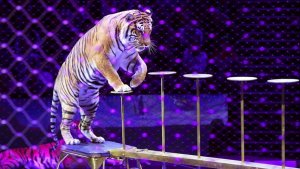 Тигр выпрыгнул к зрителям во время циркового шоу в Ростове-на-Дону