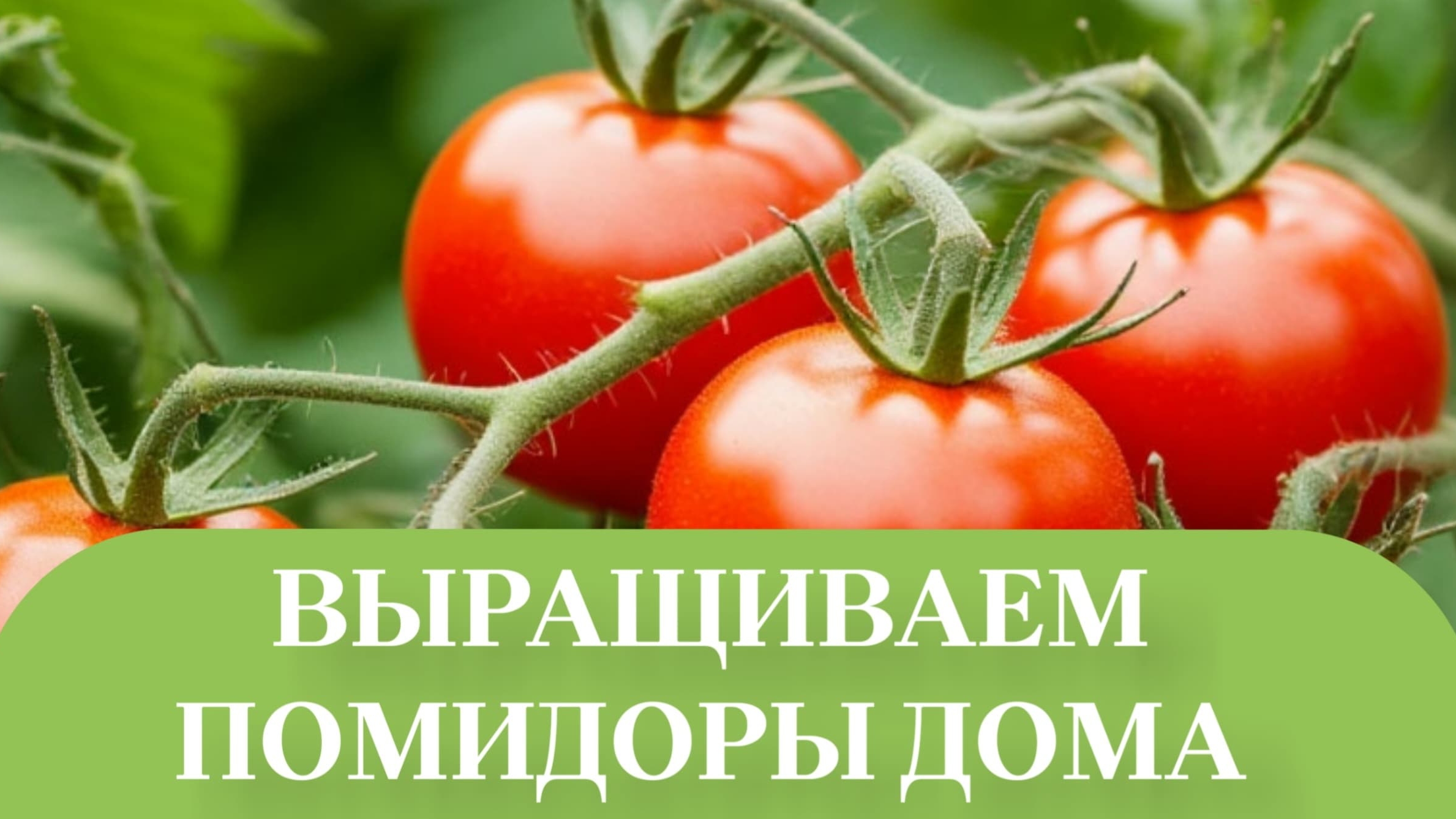 РАССАДА 23дня.