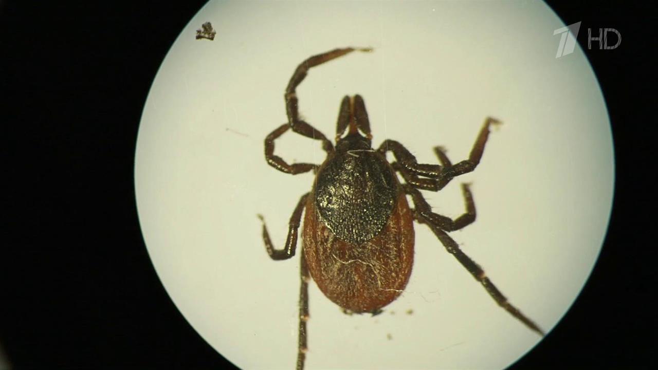 С каждым годом увеличивается зона обитания клещей - переносчиков энцефалита