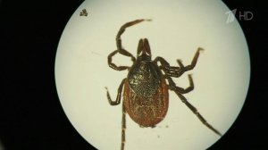 С каждым годом увеличивается зона обитания клещей - переносчиков энцефалита.