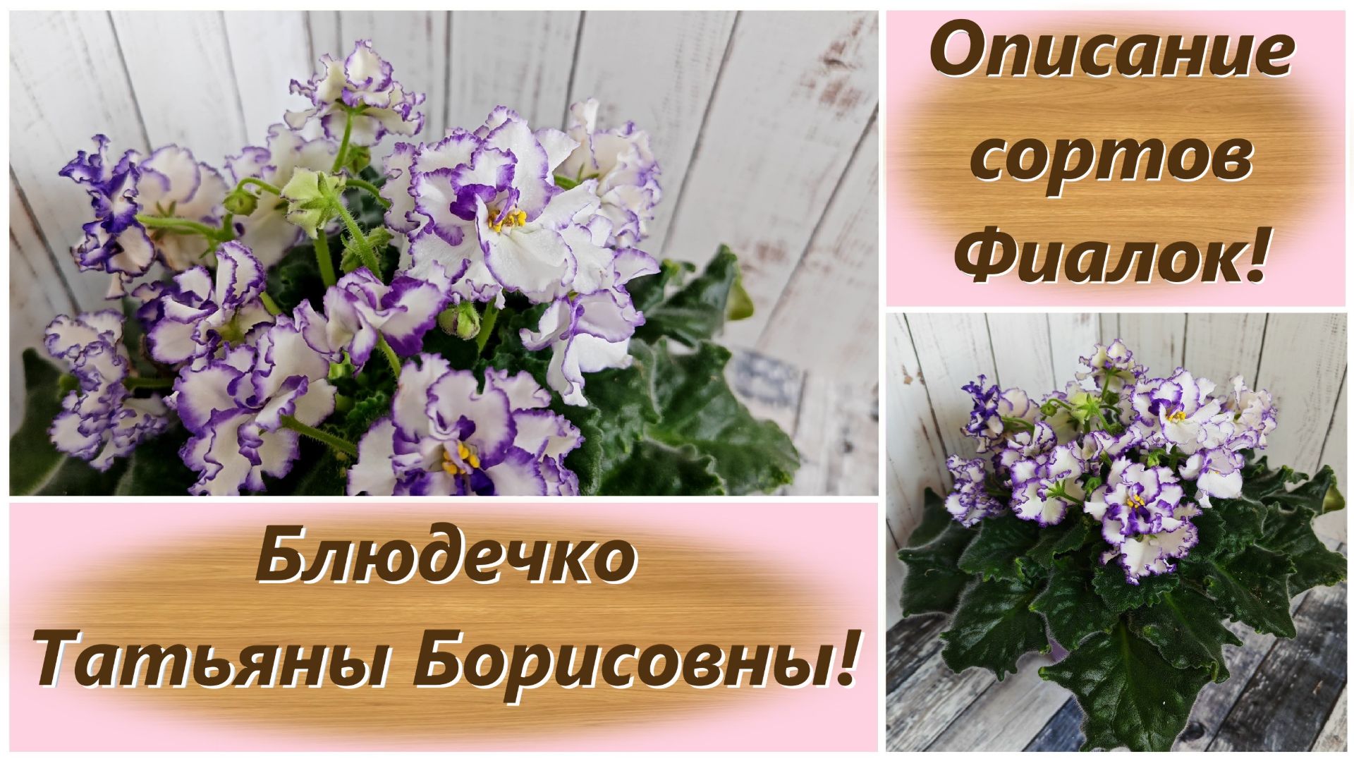 Описание сортов Фиалок! Блюдечко Татьяны Борисовны!