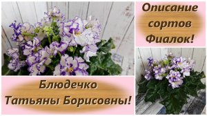 Описание сортов Фиалок! Блюдечко Татьяны Борисовны!