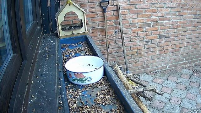 любимая беличья кормушка