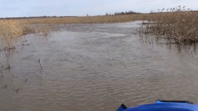 Шача. Разлив. Сусанинское болото 1