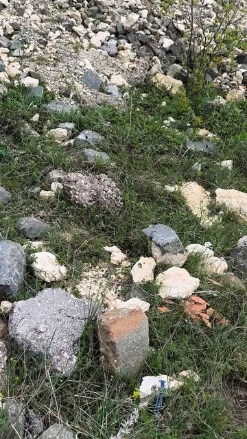 Nummulites 52мм 2026 04 19