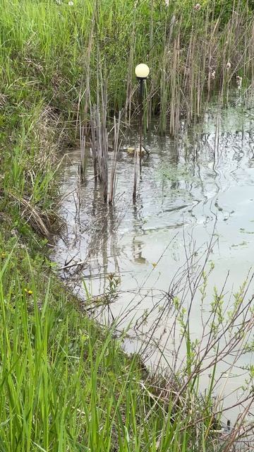 Карп начал нерест у нас в пруду