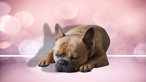 PushBaby Best Treasure Box vol.61  10min Compilation  PushBaby Official