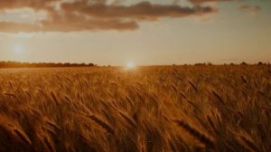 Долгая дорога домой.