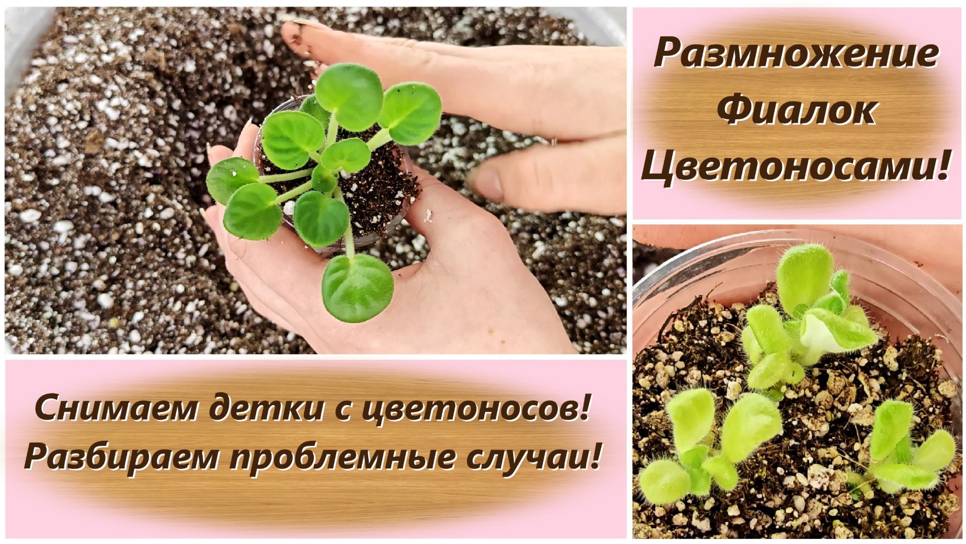 Размножение Фиалок Цветоносами! Снимаем детки с цветоносов! Разбираем проблемные случаи!