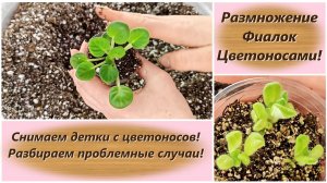 Размножение Фиалок Цветоносами! Снимаем детки с цветоносов! Разбираем проблемные случаи!
