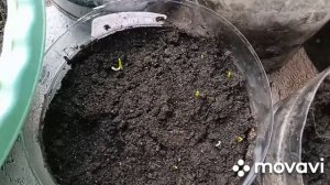 Утро в селе, котлеты и рассада и плохая погода ❤