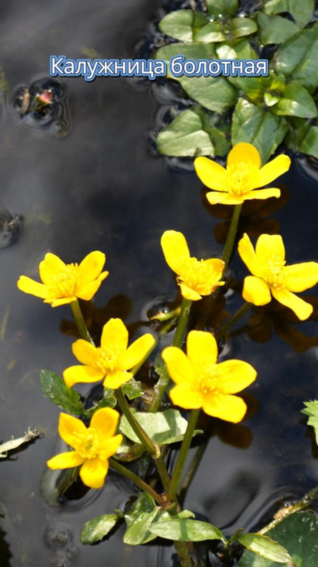 Калужница болотная