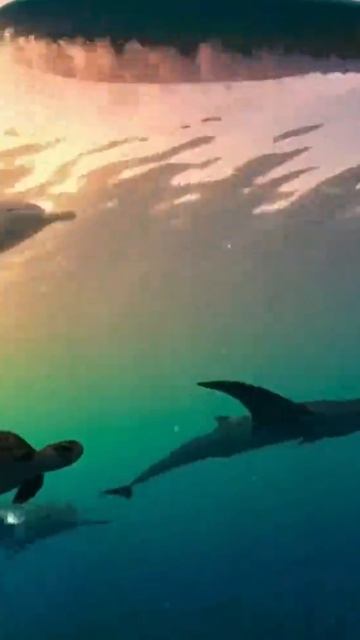 СОБАКЕН Артикул на ВБ: 972898040 #pibble #chilldog #пибл #чилловаясобака #пиббл #собаканасерфе