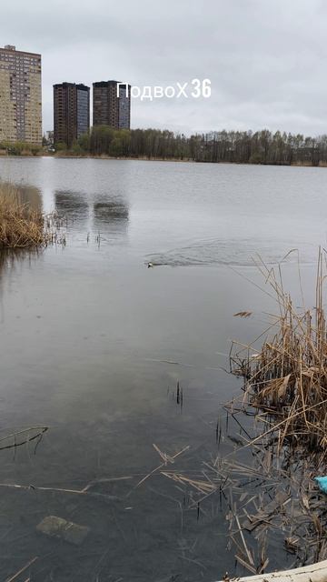 19-04-2026 Гуляем, отдых, развлечения, ЖК Лазурный, Воронеж.