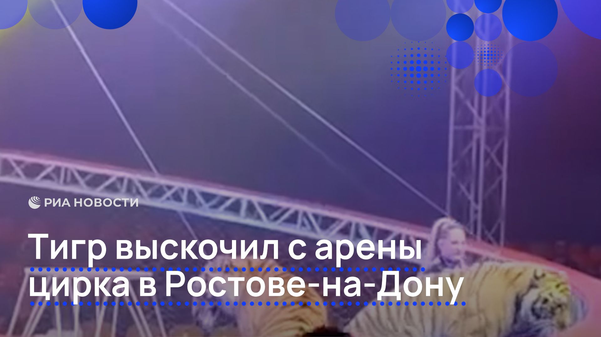 Тигр выскочил с арены цирка в Ростове-на-Дону
