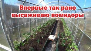 Ранняя высадка томатов