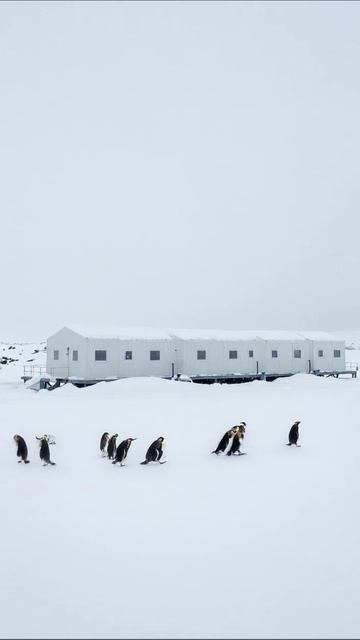 Пингвины на белом просторе: необычные прогулки #пингвины #Антарктика #природа