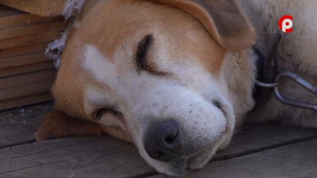 Доброе сердце 17.04.2026