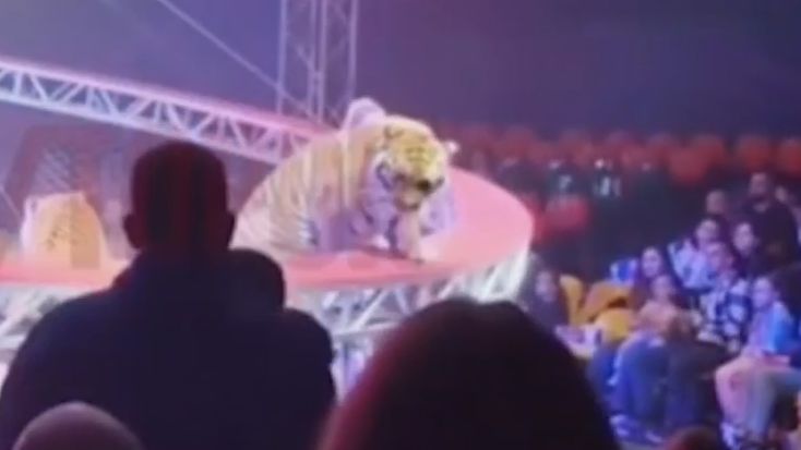 Тигр прыгнул на зрителей в ростовском цирке