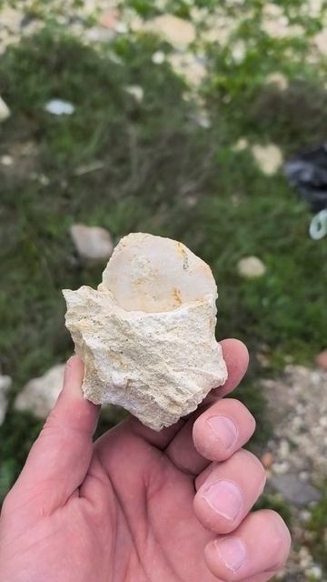 Nummulites 2026 04 19 Борц