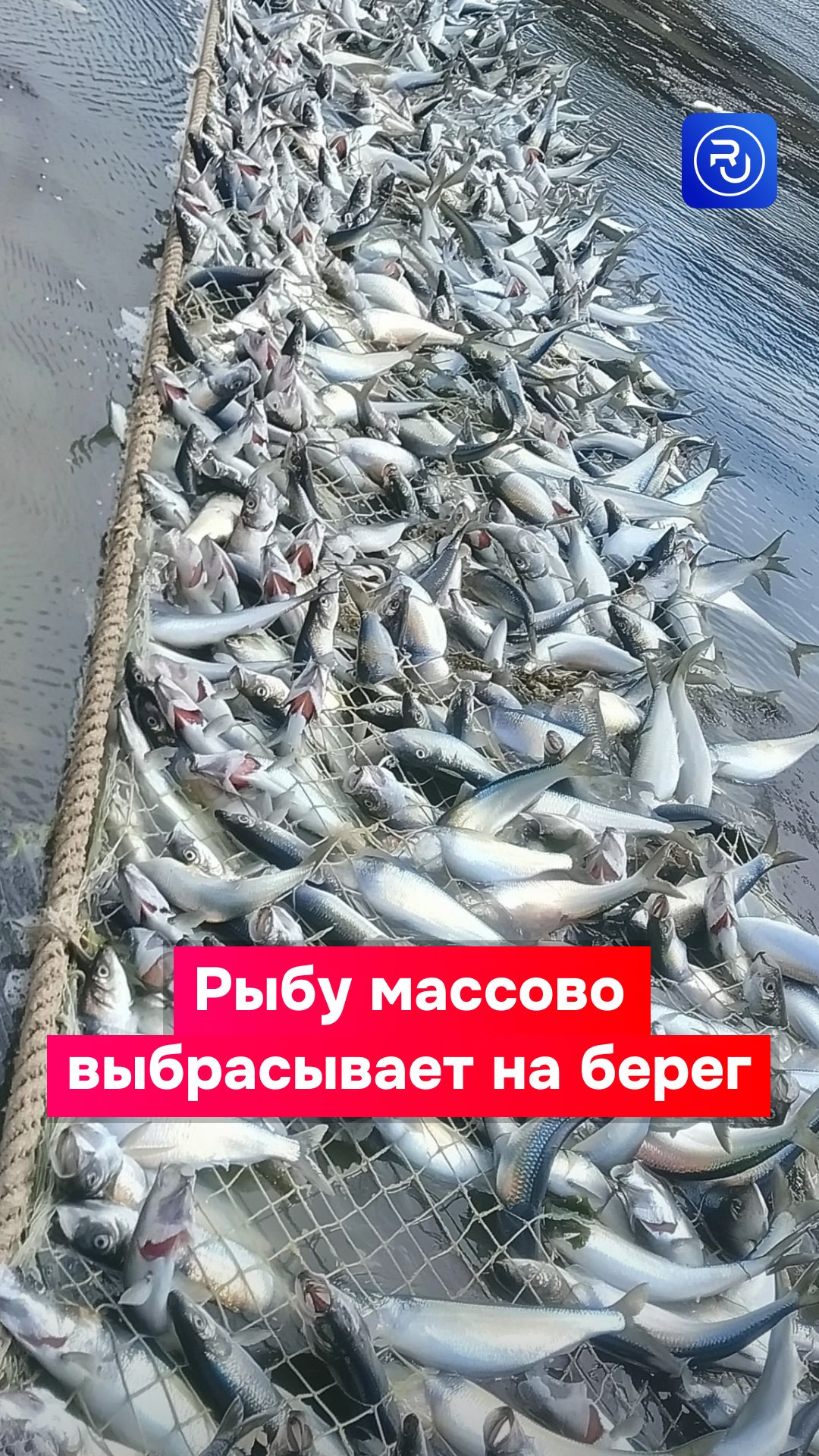 Рыбу массово выбросило на берег на Сахалине