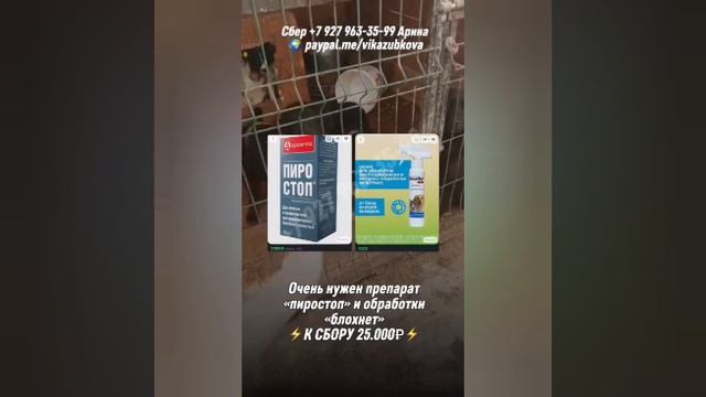 Помогите нам спасти тех, кто не может сам себе помочь😭
Отловы Башкирии..Пришла весна, а с ней беда