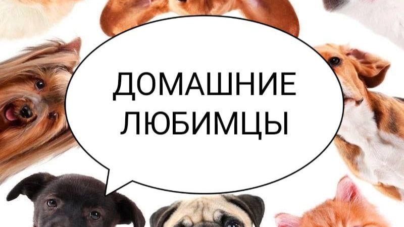 Домашние любимцы . Занятие от 14.04.2026. Педагог Дарченко Татьяна Олеговна