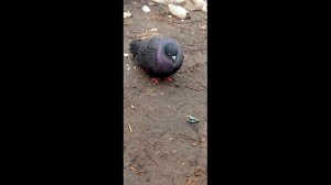 Прилетел голубь но почему?