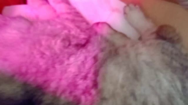 коты отсыпаются.mp4