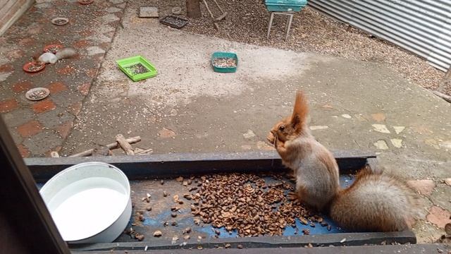 белка Белая полоскп