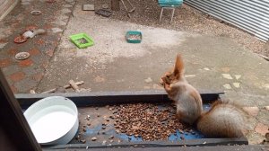 белка Белая полоскп