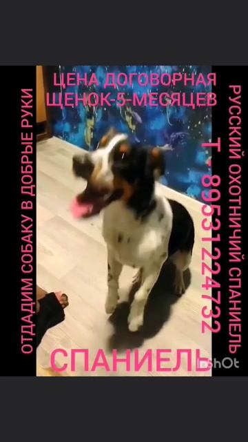ОТДАДИМ В ДОБРЫЕ РУКИ. РУССКИЙ ОХОТНИЧИЙ СПАНИЕЛЬ ЩЕНОК - 5 - МЕСЯЦЕВ ЦЕНА ДОГОВОРНАЯ. ТЕЛЕФОН 8-953