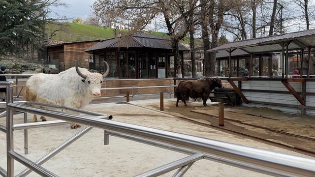 2026 Мария растет. Зоопарк Бахчисарай 8.03. ч. 2