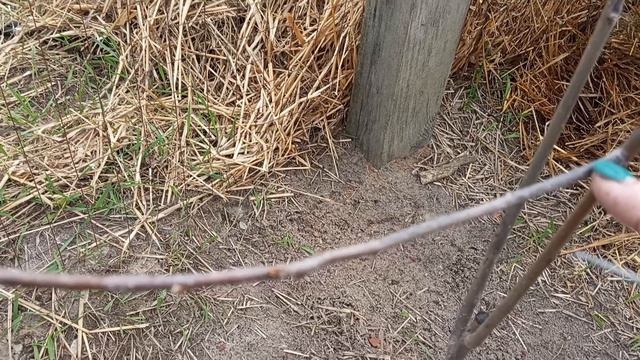 Зацвёл абрикос и ирга. Вот и начались огородные дела. Подвязала, пополола, замульчировала.