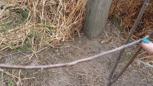 Зацвёл абрикос и ирга. Вот и начались огородные дела. Подвязала, пополола, замульчировала.