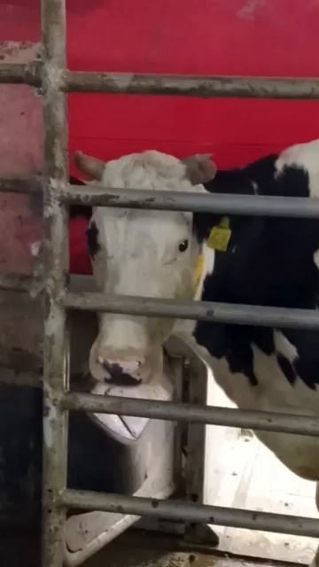 Суровая Девочка:-)