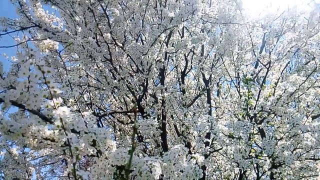 Цветущее дерево . Ветви густо покрыты белыми цветами