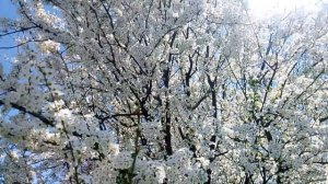 Цветущее дерево . Ветви густо покрыты белыми цветами