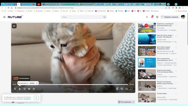 Котята питомника кошек  МУН ЛАЙДЖ