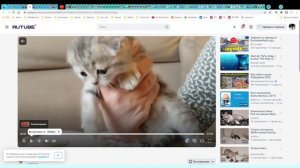 Котята питомника кошек  МУН ЛАЙДЖ