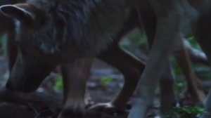 А ВЫ ЗНАЕТЕ  КАК УСТРОЕНА  СТАЯ ВОЛКОВ. Иерархия волчьей стаи.