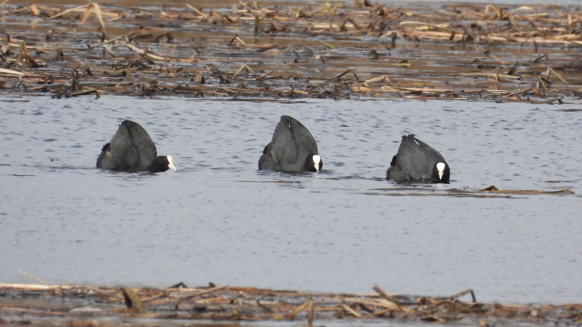 Лысуха, бёрдвотчинг в Новгородской области, Перынский скит, 19 апреля 2026