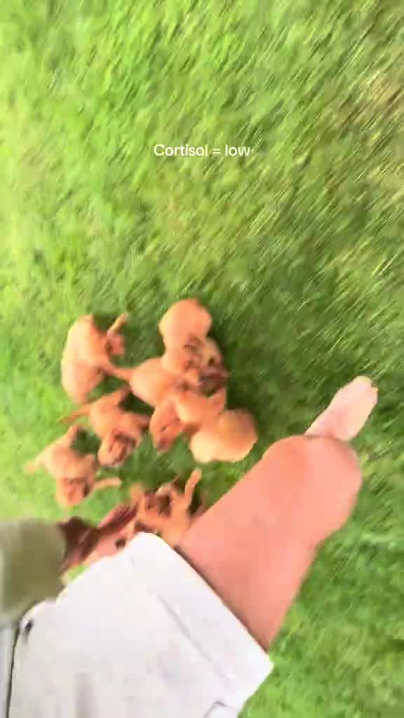 #Милые #видео #животные