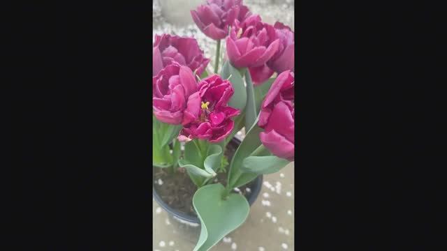 ✅«Тюльпан Элисон Брэдли» 🌷