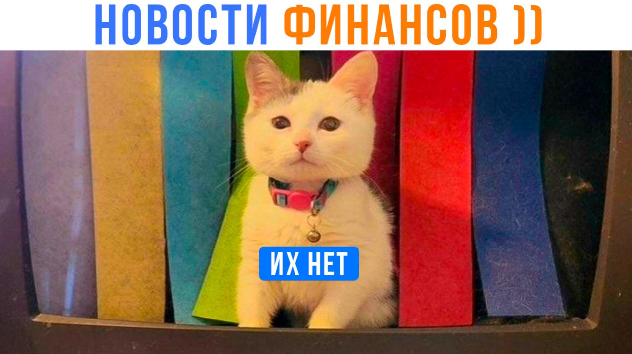 Денег тю-тю  Приколы с котами  Мемозг 1745