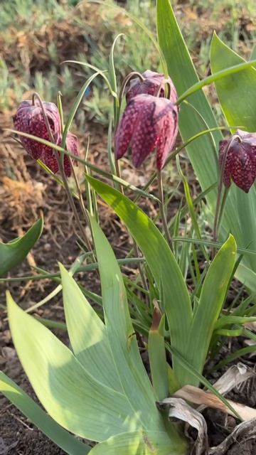 ДНР. Харцызск. 19.04.2026. Цветы у дома. Рябчики