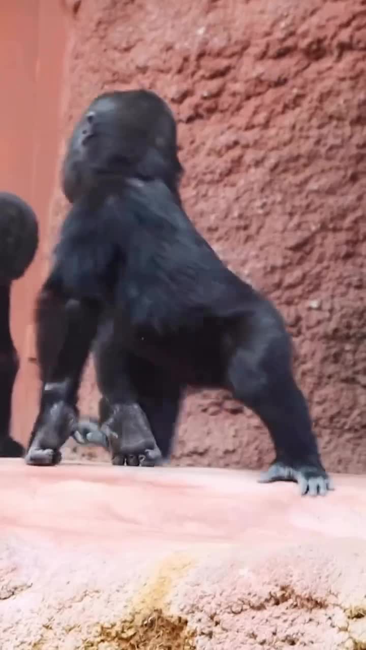 #видео #Милые #животные