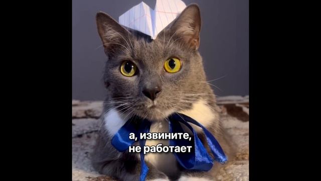 Если бы котики ходили в школу - Сборник «моих» любимых серий