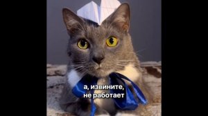 Если бы котики ходили в школу - Сборник «моих» любимых серий