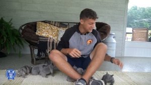 Daina's French Bulldog Litter Reveal